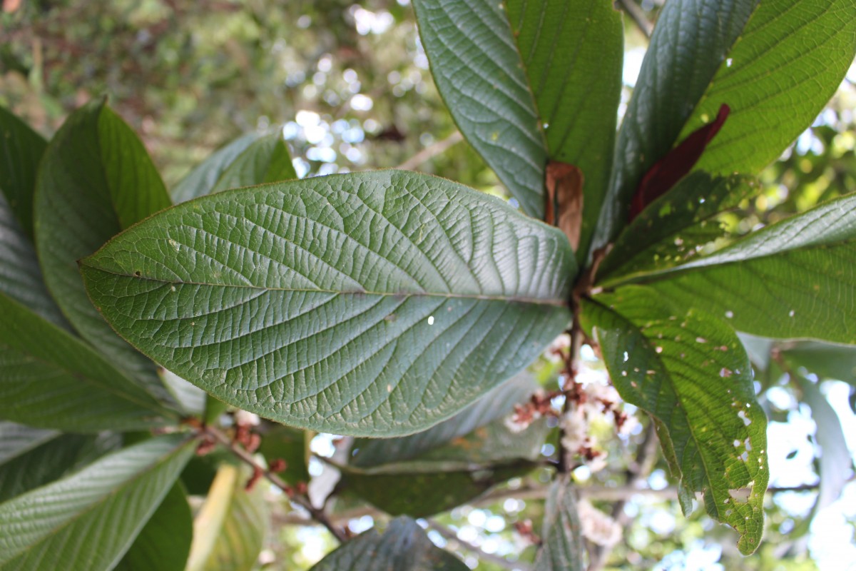 Symplocos coronata Thwaites